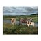 Stupell Industries Longhorn Cattle Trio Canvas By Kathy Winkler 